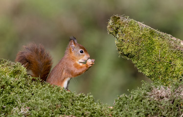 Side profile of Red Squirrel (Sciurus vulgaris) clutching hazelnut