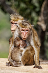 Monkeys family in Sigirya