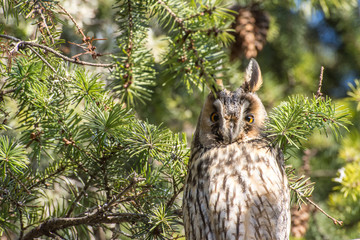 Long eared owl on the tree