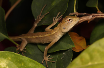 Chameleon on the tree
