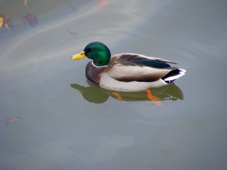 Mallard duck swimming on pond.