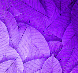 Naklejka na ściany i meble purple Leaves background