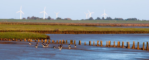 Austernfischer (Haematopus ostralegus) bei Sonnenuntergang vor Buhne, Salzwiesen, Windräder/ Windkraftanlagen, Halbinsel Westerhever, Nordsee, Schleswig-Holstein, Deutschland, Europa, Banner, Panorama