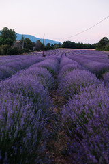 Fototapeta na wymiar Beautiful blossoming lavender field in twilight, south France, Provence