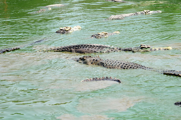 Crocodile (alligator-like reptile) on dark water surface.