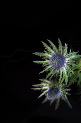 A classic blue thistle reflected in a mirror against a black background 