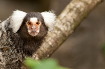 A marmoset on a branch looking at the viewer