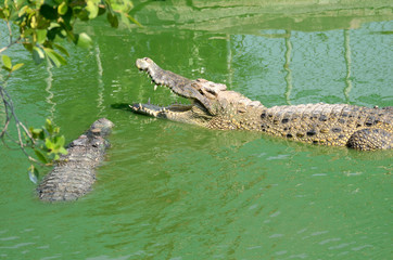 Crocodile (alligator-like reptile) on dark water surface.