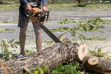 Man cuts tree felling tree with chainsaw, To work without security.