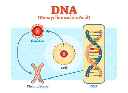 Cell - Nucleus - Chromosome - DNA, Medical vector diagram