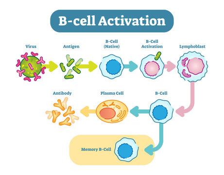 B-Cell activation diagram, vector scheme illustration.