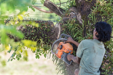 Obraz premium Man cuts tree felling tree with chainsaw, To work without security.