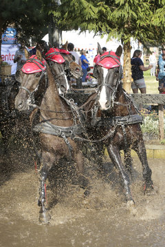 Vierspan bruine paarden ga;opperen door de waterbak