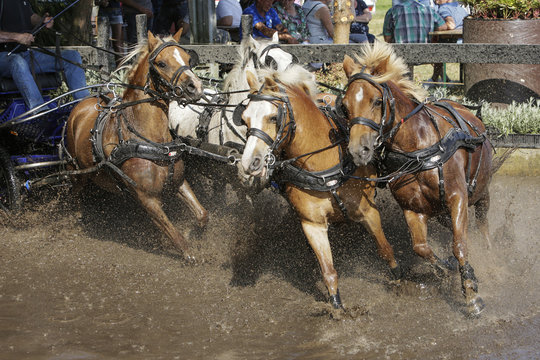 Vierspan bruin-witte pony's galopperen door de waterbak