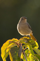 A pale-chinned flycatcher in Lijiang, Yunnan Province, China