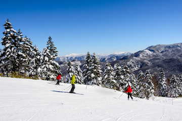 anorama of ski resort, slope, skiers among white snow pine trees, Shiga Kogen, Japan