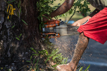 Fototapeta premium Man cuts tree felling tree with chainsaw, To work without security.