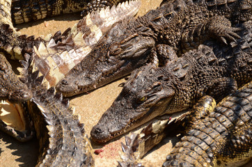 Crocodile (alligator-like reptile) on dark water surface.