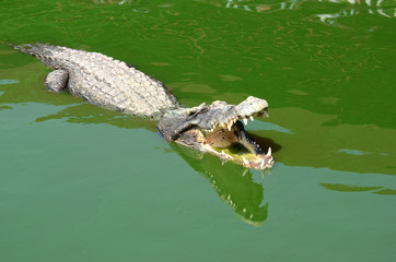 Crocodile (alligator-like reptile) on dark water surface.