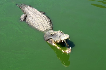 Crocodile (alligator-like reptile) on dark water surface.
