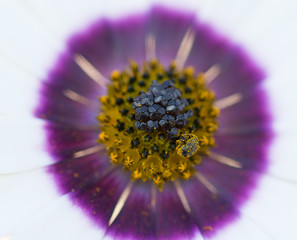 Daisy Macro Purple and White