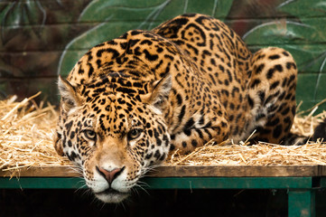 A large jaguar lying on a bed staring straight at the viewer in a zoo in England 