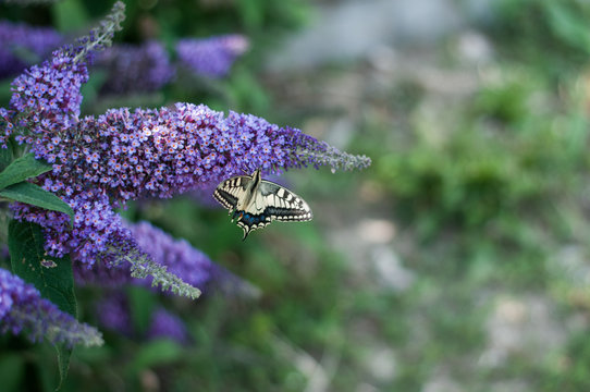 pannocchie fiorite di buddleja davidii empire blue sulle quali ristora una farfalla macaone 