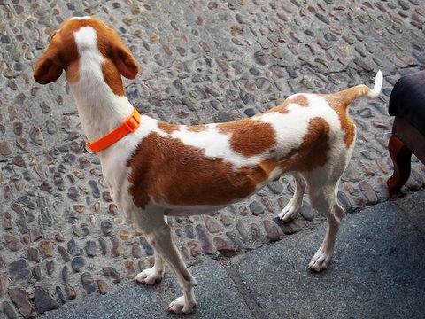 Perro de caza