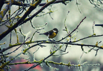 Mésange hiver