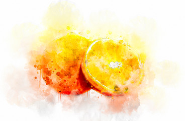 Watercolor Illustration Oranges