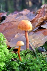 Autumn Fruiting Fungi