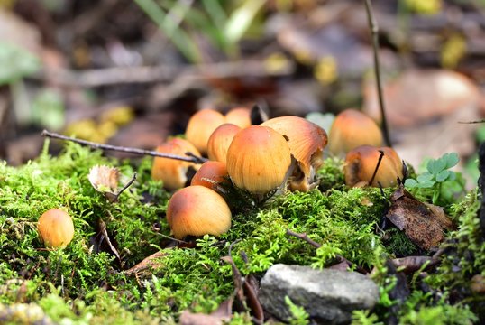 Autumn Fruiting Fungi