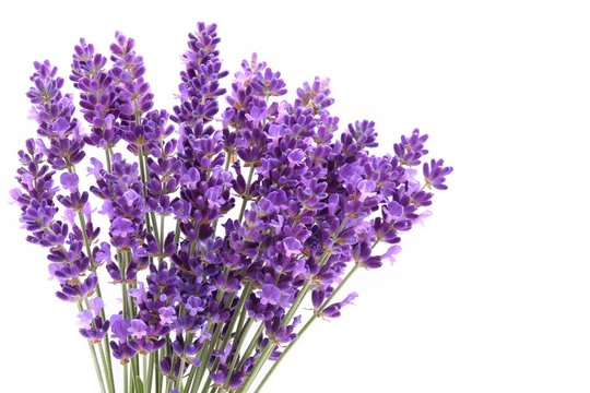 Fototapeta Lavender.