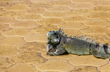 Iguana Basking on Warm Tiles