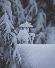 Kleine schneebedeckte Tanne im Wald