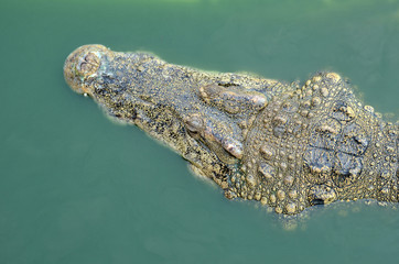 Crocodile (alligator-like reptile) on dark water surface.