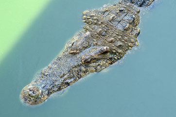 Crocodile (alligator-like reptile) on dark water surface.