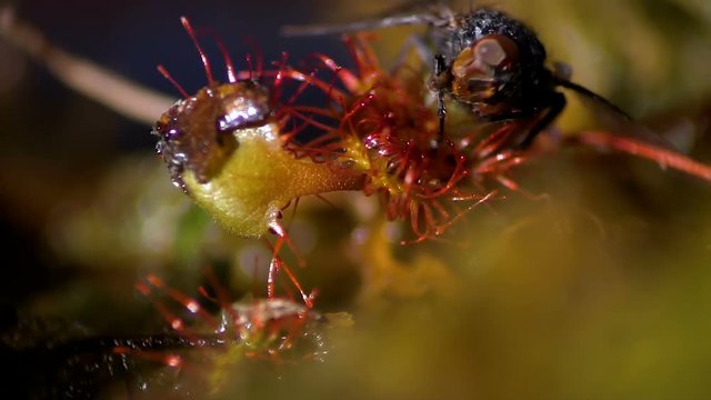 The predatory plant will digest the fly. The fly struggles for its life