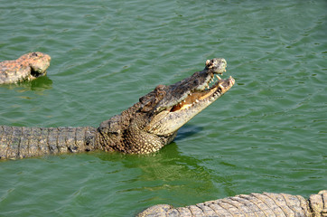 Crocodile (alligator-like reptile) on dark water surface.
