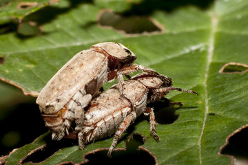 Sex Cockchafer on raspberry .