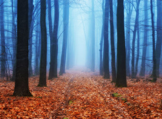 autumn forest. a picturesque foggy morning in an autumn forest