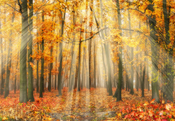 Fototapeta na wymiar autumn forest. a picturesque foggy morning in an autumn forest