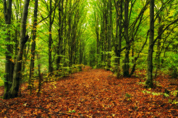 autumn forest. a picturesque foggy morning in an autumn forest