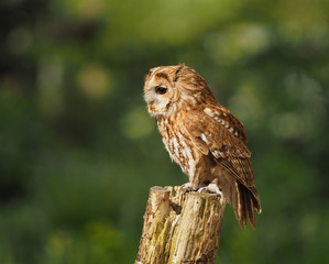 Tawny Owl