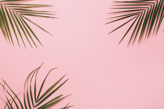 Palm leaves on a pink background. Minimal and flat lay.