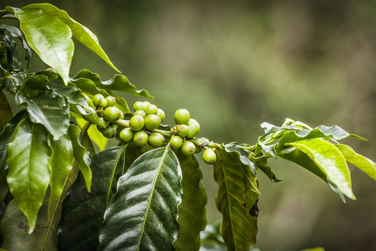 Caf&eacute; de Colombia.