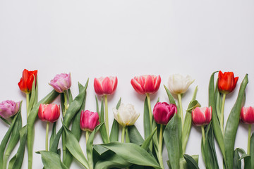 Fresh tulips on a white table, top view.