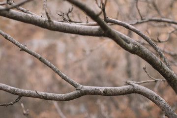 Tree branch close-up