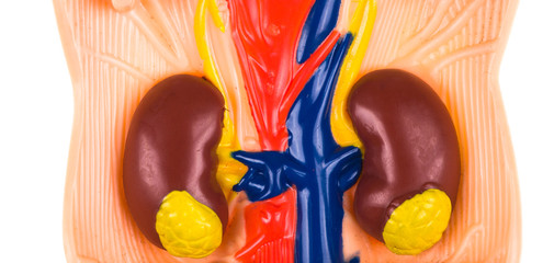 kidney, kidney day