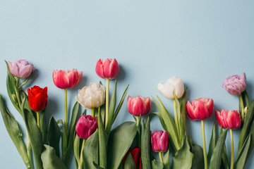 Fresh tulips on a white table, top view. Copy space.